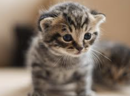 cute kitten